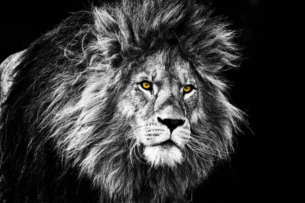lion web