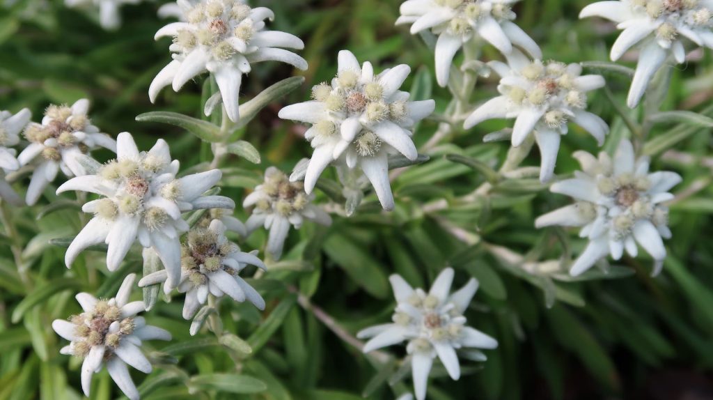 edelweiss